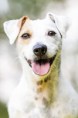 /album/agility/foceni-sbt-fcr-jrt-443-jpg/